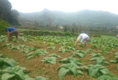 Đoàn lãnh đạo Công ty Cổ phần Ngân Sơn tham dự Hội nghị bàn biện pháp triển khai thực hiện kế hoạch sản xuất thuốc lá vụ Hè thu năm 2012 tại tỉnh Lào Cai