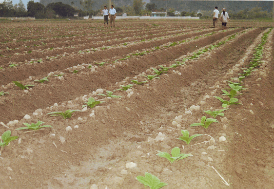 Bắc Giang vui xuân với ngày hội của nông dân trồng thuốc lá