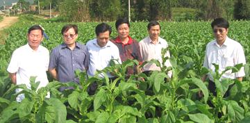 Ngành trồng, chế biến thuốc lá: Còn nhiều trăn trở