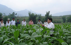 Ðầu tư phát triển vùng nguyên liệu góp phần xóa đói, giảm nghèo