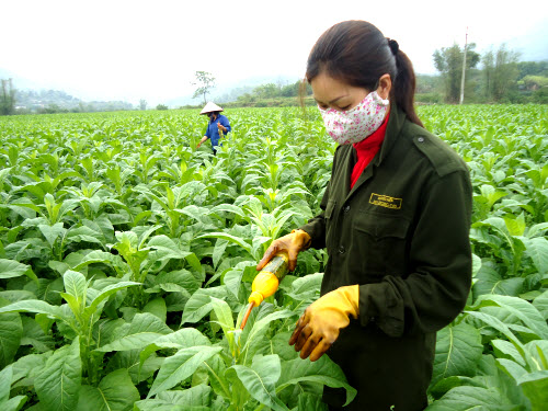 Bắc Kạn hướng tới vùng chuyên canh thuốc lá