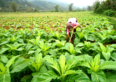 Ngân Sơn tập trung chăm sóc cây thuốc lá